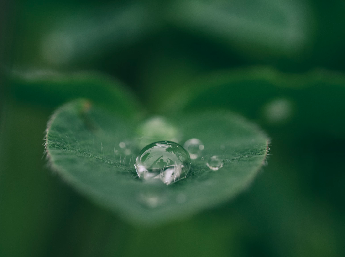 ESS et genre CDG capital